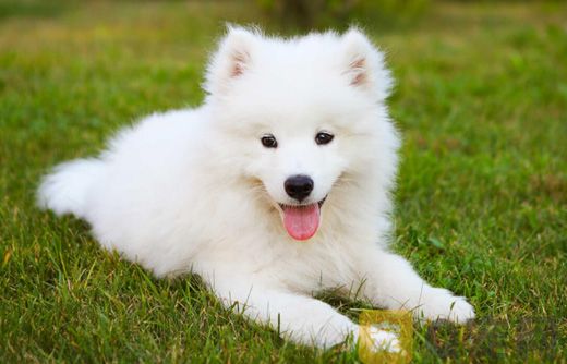 給薩摩耶洗澡要注意什么問題？